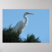 Great Egret in Sunny Florida Poster (Voorkant)