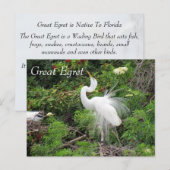 Great Egret - Learning Briefkaart - Florida (Voorkant / Achterkant)
