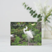 Great Egret - Learning Briefkaart - Florida (Staand voorkant)