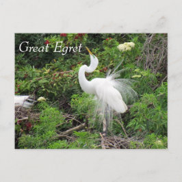 Great Egret - Learning Briefkaart - Florida