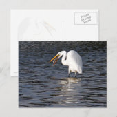 Great Egret Lunch Briefkaart (Voorkant / Achterkant)