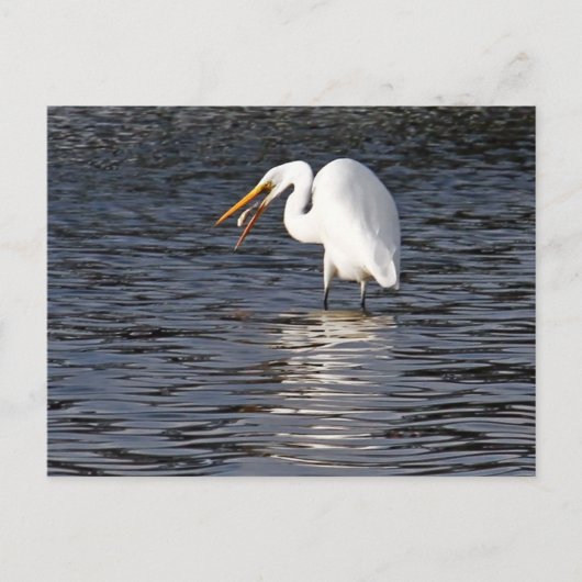 Great Egret Lunch Briefkaart (Voorkant)