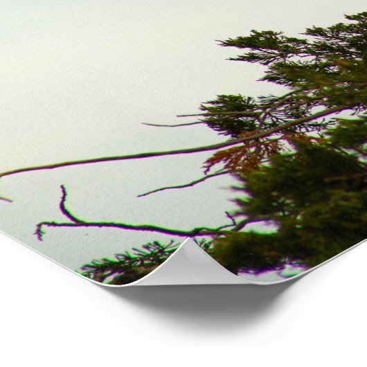 Great Egret Poster (Hoek)