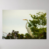 Great Egret Poster (Voorkant)