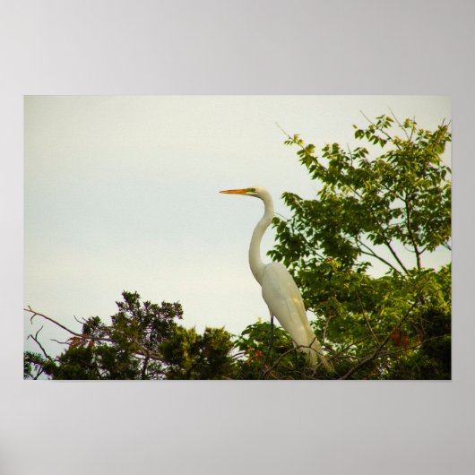 Great Egret Poster (Voorkant)