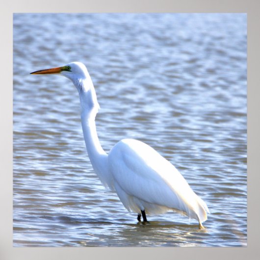 Great Egret Poster (Voorkant)