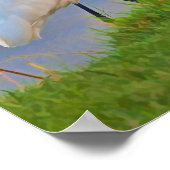 Great Egret Strollen op zonsopgang Poster (Hoek)