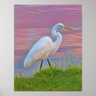 Great Egret Strollen op zonsopgang Poster