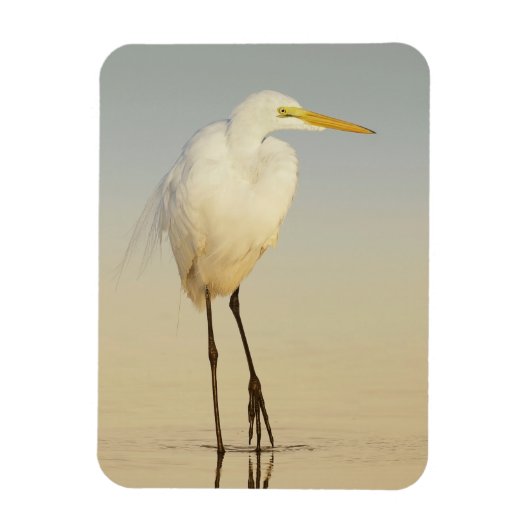 Great Egret Walking Magnet Magneet (Verticaal)