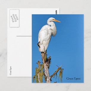 Great Egret Wildlife Series # 22 Briefkaart
