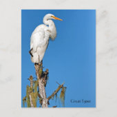 Great Egret Wildlife Series # 22 Briefkaart (Voorkant)