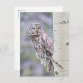 Great Grey Aspen Tree Branch Briefkaart (Voorkant / Achterkant)