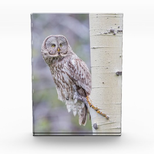 Great Grey Aspen Tree Branch Fotoblokken (Voorkant)