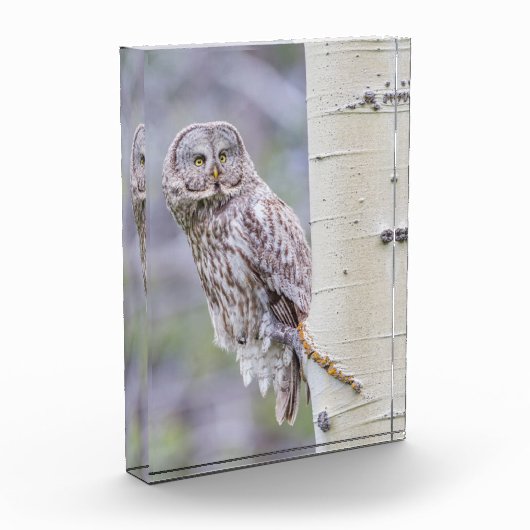 Great Grey Aspen Tree Branch Fotoblokken (Links)