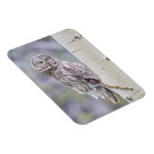 Great Grey Aspen Tree Branch Magneet (Rechterzijde)