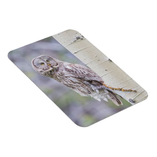 Great Grey Aspen Tree Branch Magneet (Rechterzijde)