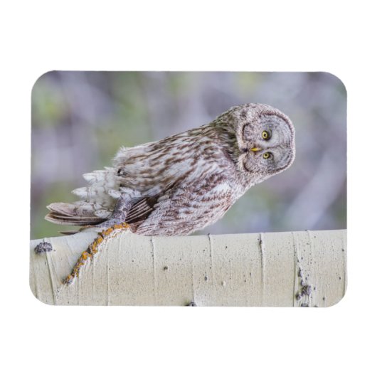 Great Grey Aspen Tree Branch Magneet (Horizontaal)