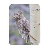 Great Grey Aspen Tree Branch Magneet (Verticaal)