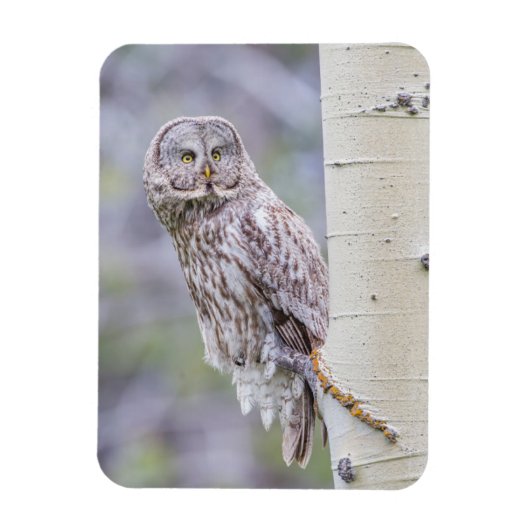 Great Grey Aspen Tree Branch Magneet (Verticaal)