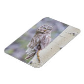 Great Grey Aspen Tree Branch Magneet (Linkerzijde)