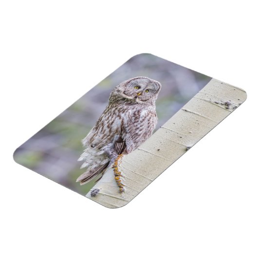 Great Grey Aspen Tree Branch Magneet (Linkerzijde)