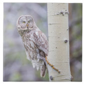 Great Grey Aspen Tree Branch Tegeltje (Voorkant)