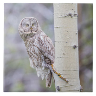 Great Grey Aspen Tree Branch Tegeltje
