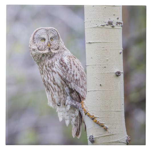 Great Grey Aspen Tree Branch Tegeltje (Voorkant)