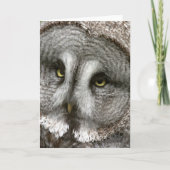 Great Grey Owl Wenskaart Kaart (Voorkant)