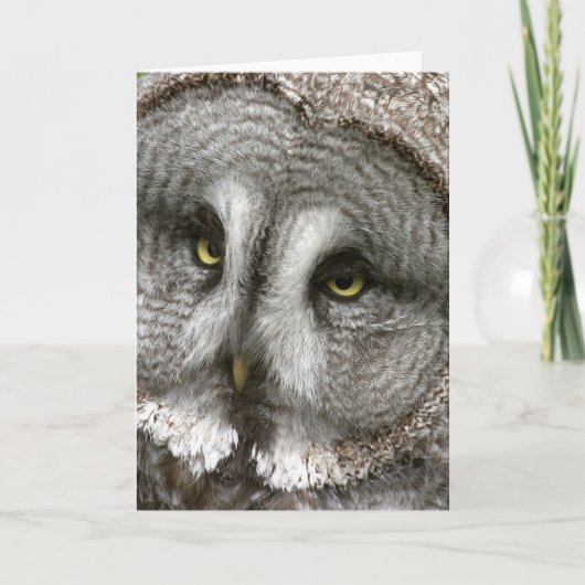 Great Grey Owl Wenskaart Kaart (Voorkant)