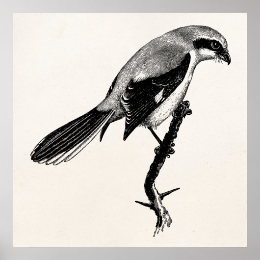  Great Grey Shrike Bird Illustration Poster (Voorkant)