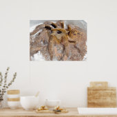 Great Horn Baboon Spider Poster (Keuken)