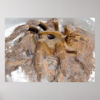 Great Horn Baboon Spider Poster