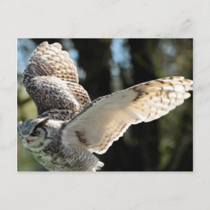 Great Horn Owl Flying 3 Briefkaart