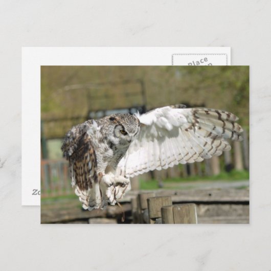 Great Horn Owl Flying 4 Briefkaart (Voorkant / Achterkant)