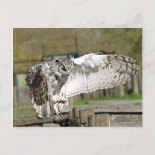 Great Horn Owl Flying 4 Briefkaart