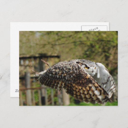 Great Horn Owl Flying Briefkaart (Voorkant / Achterkant)