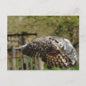 Great Horn Owl Flying Briefkaart (Voorkant)