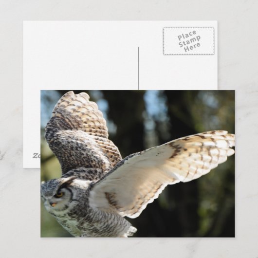 Great Horned Owl 10 Briefkaart (Voorkant / Achterkant)