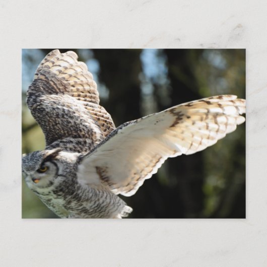 Great Horned Owl 10 Briefkaart (Voorkant)