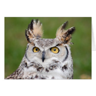 Great Horned Owl 2-kaart