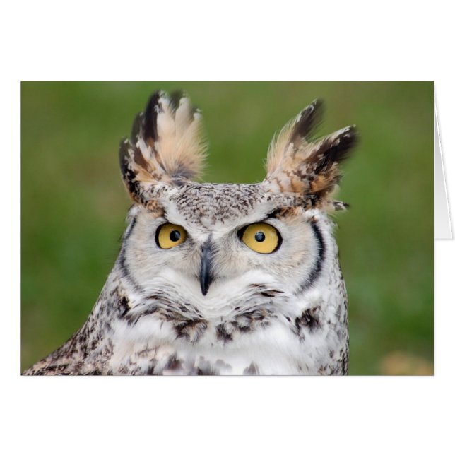 Great Horned Owl 2-kaart (Voorkant Horizontaal)