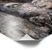 Great Horned Owl and Owlets Foto Afdruk (Hoek)