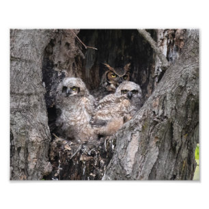 Great Horned Owl and Owlets Foto Afdruk