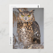 Great Horned Owl (Bubo virginianus) Briefkaart (Voorkant / Achterkant)