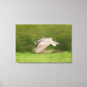 Great Horned Owl (Bubo virginianus) Canvas Afdruk