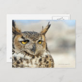 Great Horned Owl (Bubo virginianus), in gevangensc Briefkaart (Voorkant / Achterkant)