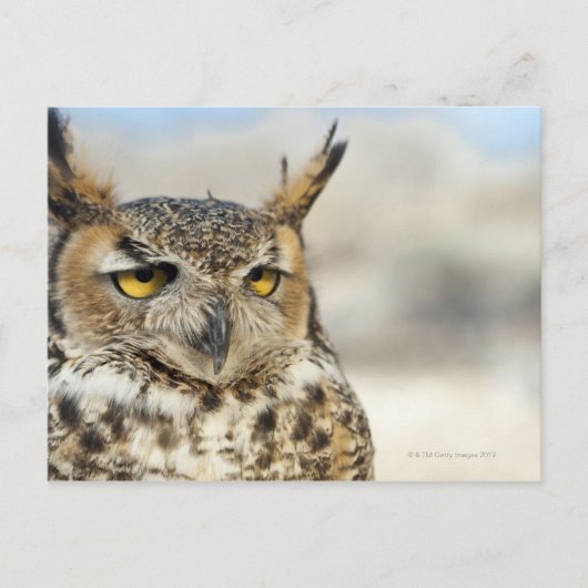 Great Horned Owl (Bubo virginianus), in gevangensc Briefkaart (Voorkant)