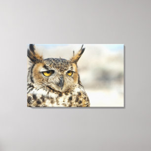 Great Horned Owl (Bubo virginianus), in gevangensc Canvas Afdruk
