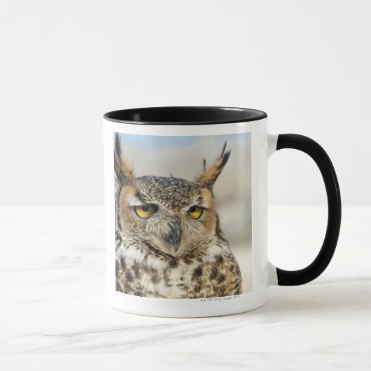 Great Horned Owl (Bubo virginianus) Mok (Rechts)